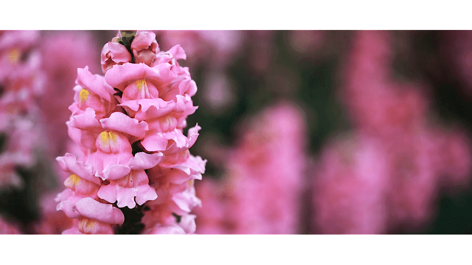 Aslanağzı Çiçeği Anlamı – (Antirrhinum) Aslanağzı Çiçeği Anlamı – (Antirrhinum)