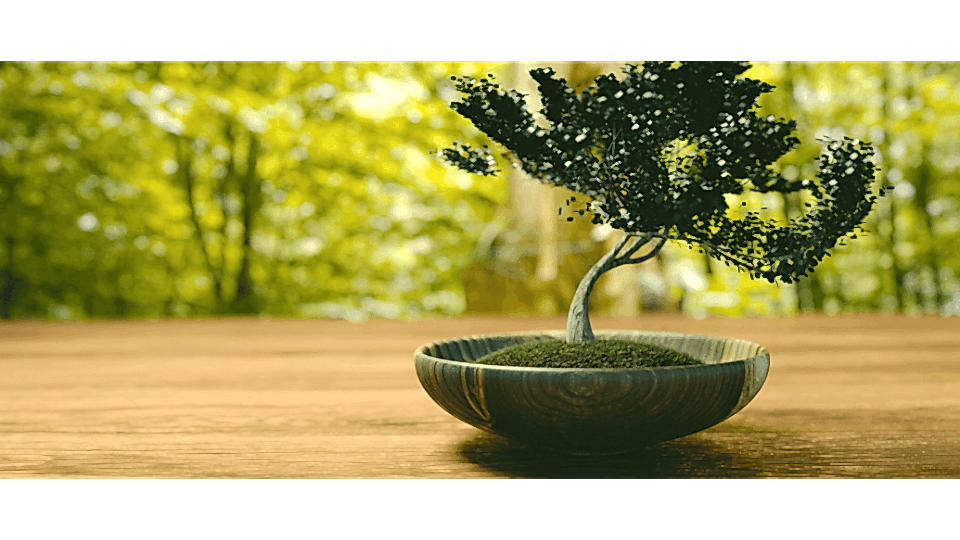 Bonsai Ağacı Anlamı Bonsai Ağacı Anlamı