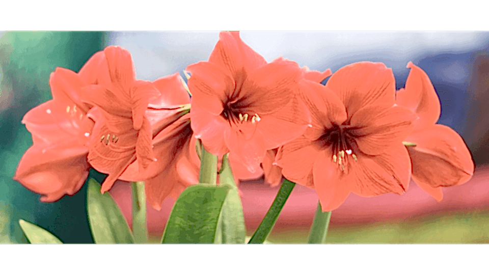 Cam Güzeli Çiçeği Anlamı – (Amaryllis) Cam Güzeli Çiçeği Anlamı – (Amaryllis)