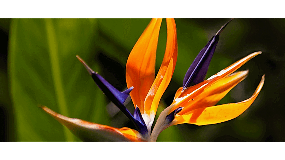 Cennet Kuşu Çiçeği Anlamı – (Strelitzia) Cennet Kuşu Çiçeği Anlamı – (Strelitzia)