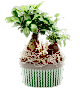 Bonsai