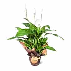 Barış Çiçeği - Spathiphyllum